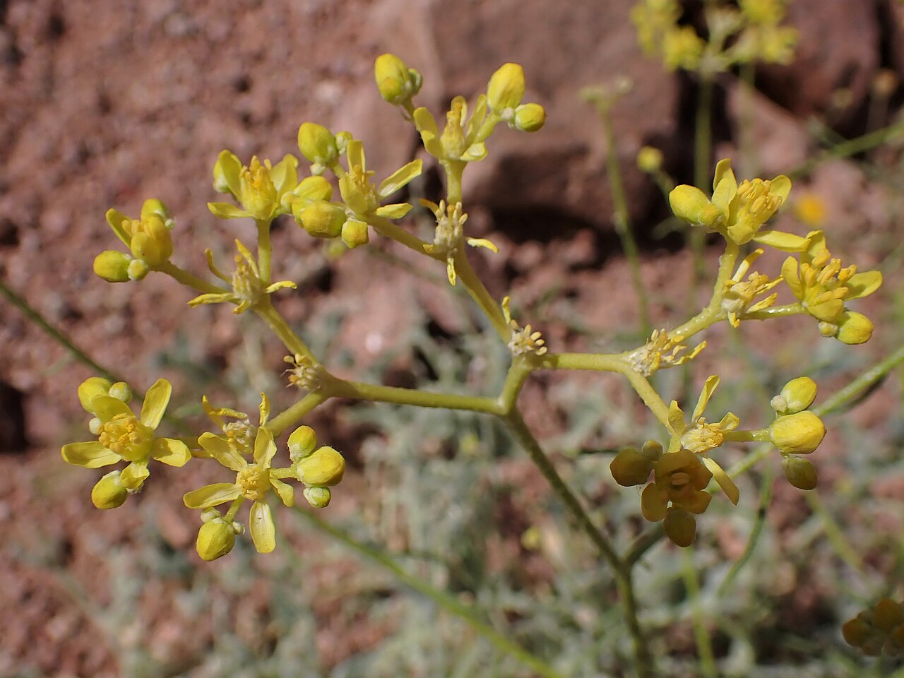Haplophyllum tuberculatum: Haplophyllum tuberculatum in Wadi Rum in Jordan