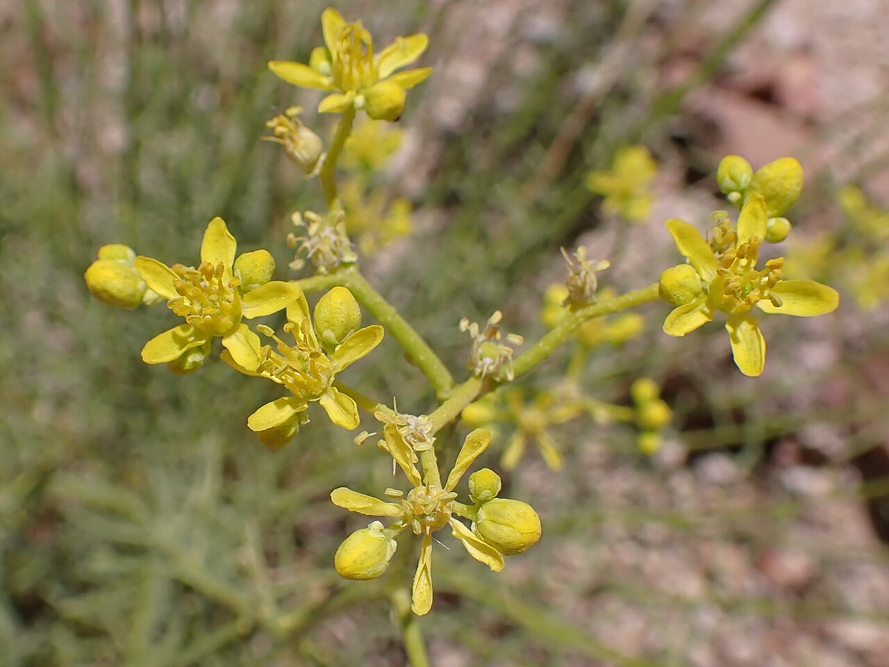 Haplophyllum tuberculatum: Haplophyllum tuberculatum in mountains W from Rashidiyah in Jordan