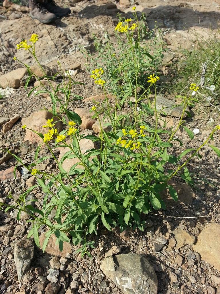 Haplophyllum tuberculatum (Haplophyllum tuberculatum)