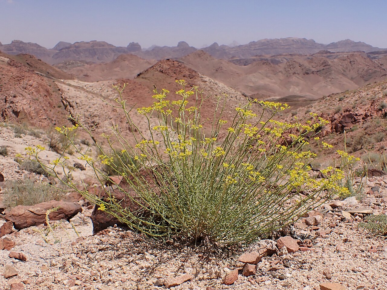 Haplophyllum tuberculatum: Haplophyllum tuberculatum in mountains W from Rashidiyah in Jordan