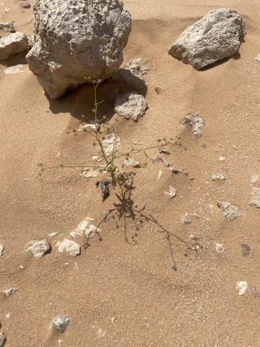 Haplophyllum tuberculatum (Haplophyllum tuberculatum)