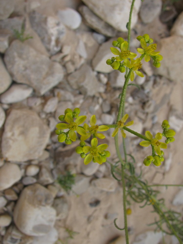 Haplophyllum tuberculatum (Haplophyllum tuberculatum)