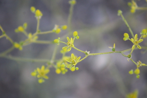 Haplophyllum tuberculatum (Haplophyllum tuberculatum)