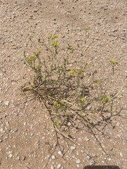 Haplophyllum tuberculatum (Haplophyllum tuberculatum)
