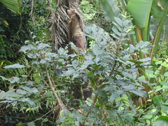 Kaffir date (Harpephyllum afrum)