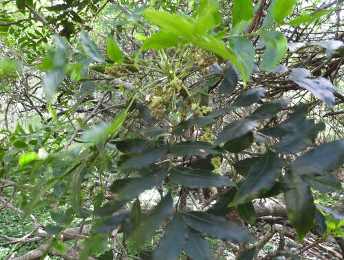 Kaffir date (Harpephyllum afrum)