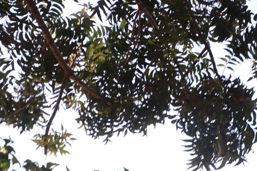 Kaffir date (Harpephyllum afrum)