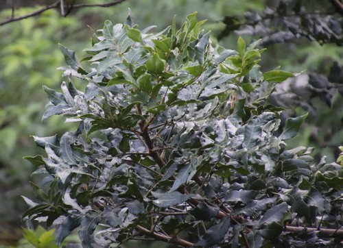 Kaffir date (Harpephyllum afrum)