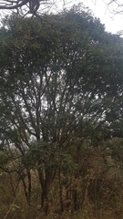 Kaffir date (Harpephyllum afrum)