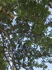 Kaffir date (Harpephyllum afrum)