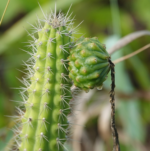 Prickly applecactus (Harrisia aboriginum)