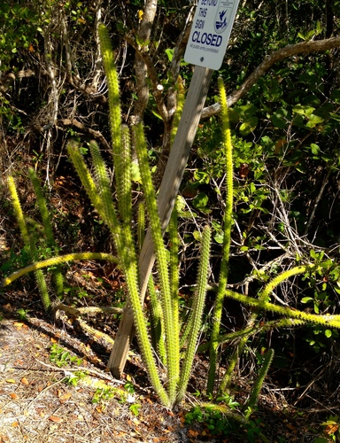 Prickly applecactus (Harrisia aboriginum)