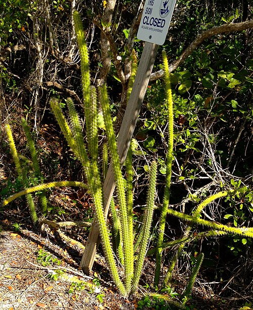 Prickly applecactus: West-Coast Prickly Apple ( Harrisia aboriginum ) in the United States