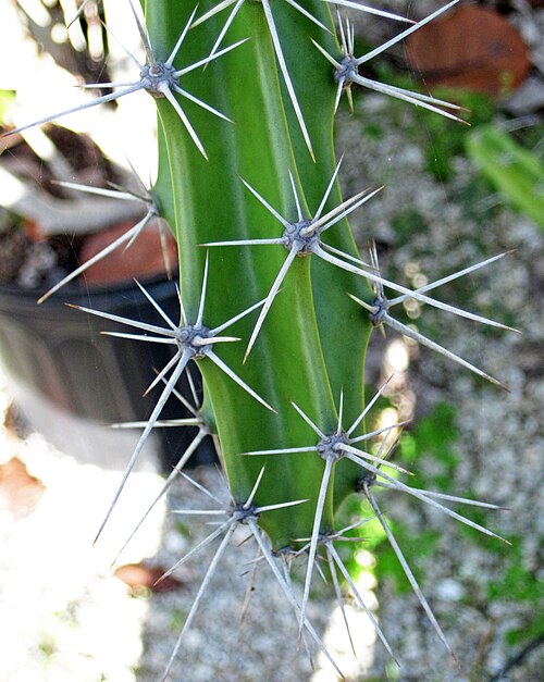 Prickly applecactus: Harrisia aboriginum Small in Britton & Rose, 1920 - prickly applecactus in Florida, USA. (Sanibel-Captiva Conservation Foundation's Native Plant Nursery, Sanibe