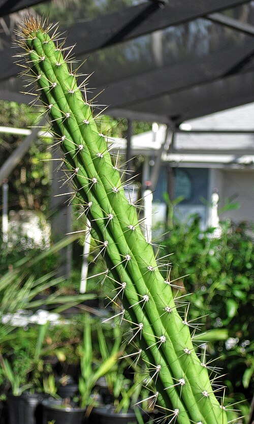Prickly applecactus: Harrisia aboriginum Small in Britton & Rose, 1920 - prickly applecactus in Florida, USA. (Sanibel-Captiva Conservation Foundation's Native Plant Nursery, Sanibe