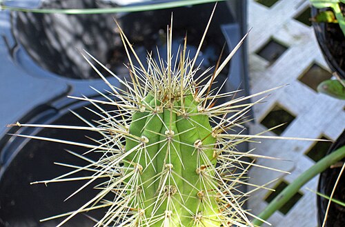 Prickly applecactus: Harrisia aboriginum Small in Britton & Rose, 1920 - prickly applecactus in Florida, USA. (Sanibel-Captiva Conservation Foundation's Native Plant Nursery, Sanibe