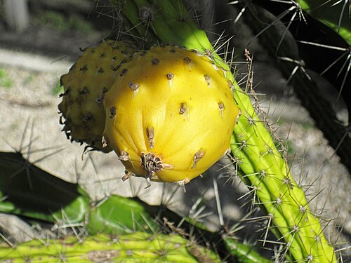 Prickly applecactus: Harrisia aboriginum Small in Britton & Rose, 1920 - prickly applecactus in Florida, USA. (Sanibel-Captiva Conservation Foundation's Native Plant Nursery, Sanibe