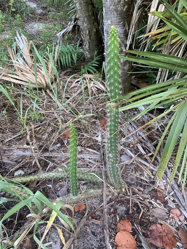 Prickly applecactus (Harrisia aboriginum)