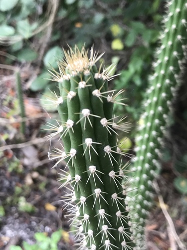 Prickly applecactus (Harrisia aboriginum)