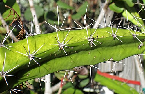 Prickly applecactus: Harrisia aboriginum Small in Britton & Rose, 1920 - prickly applecactus in Florida, USA. (Sanibel-Captiva Conservation Foundation's Native Plant Nursery, Sanibe