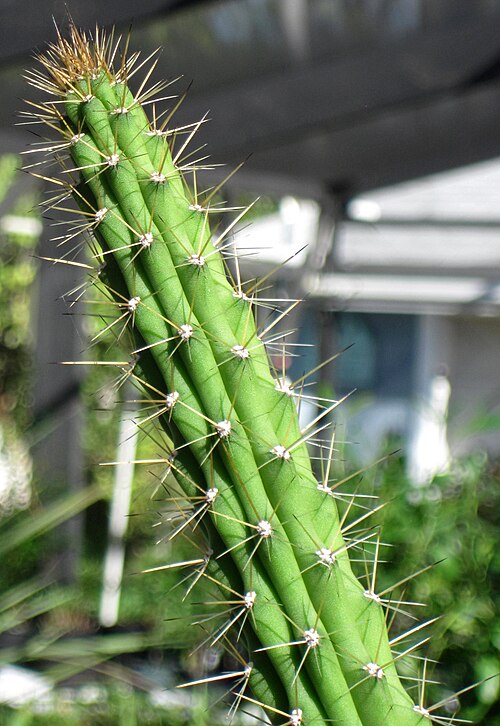Prickly applecactus: Harrisia aboriginum Small in Britton & Rose, 1920 - prickly applecactus in Florida, USA. (Sanibel-Captiva Conservation Foundation's Native Plant Nursery, Sanibe