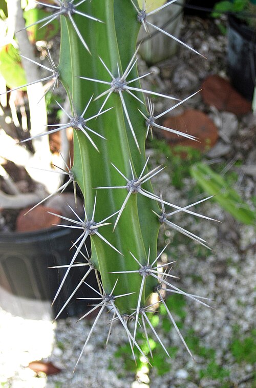 Prickly applecactus: Harrisia aboriginum Small in Britton & Rose, 1920 - prickly applecactus in Florida, USA. (Sanibel-Captiva Conservation Foundation's Native Plant Nursery, Sanibe