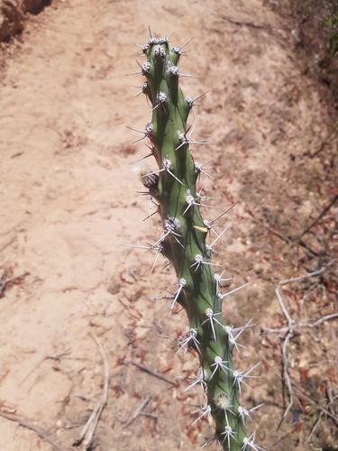 Harrisia adscendens (Harrisia adscendens)