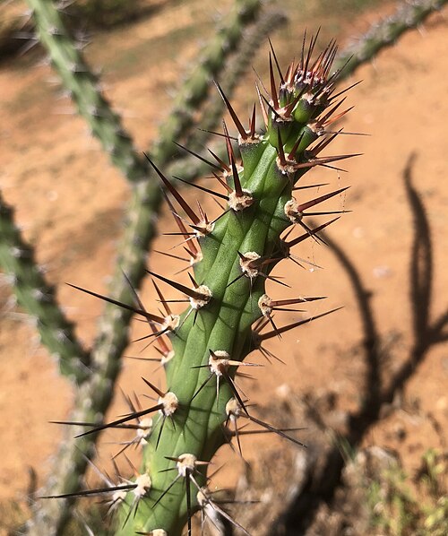 Harrisia adscendens: Harrisia adscendens in Brazil