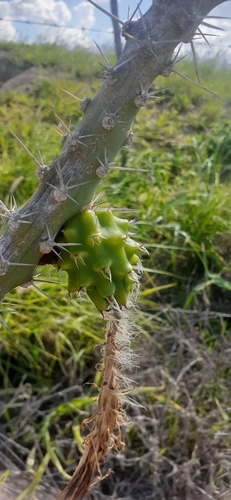 Harrisia adscendens (Harrisia adscendens)