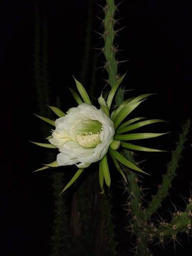 Harrisia adscendens (Harrisia adscendens)