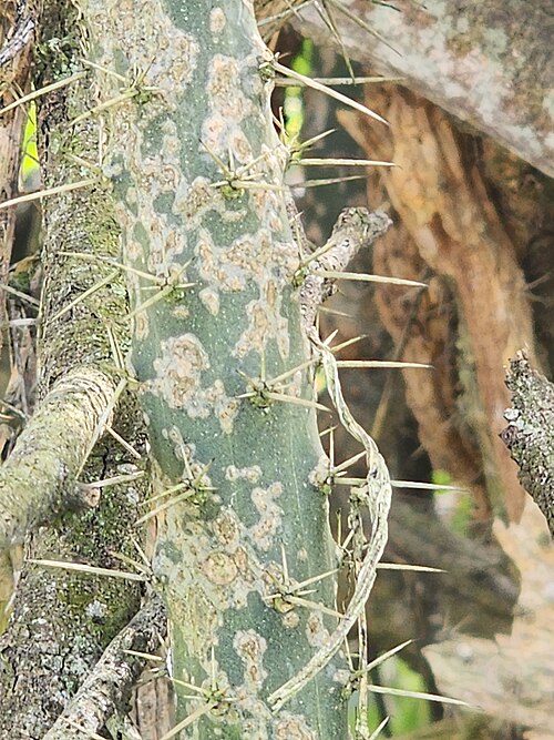 Harrisia adscendens: Harrisia adscendens in Brazil