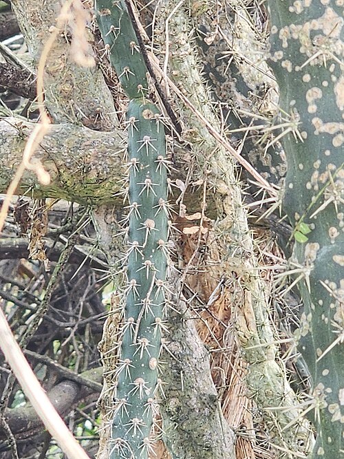Harrisia adscendens: Harrisia adscendens in Brazil