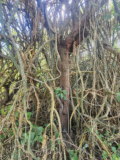 Harrisia adscendens: Harrisia adscendens in Brazil