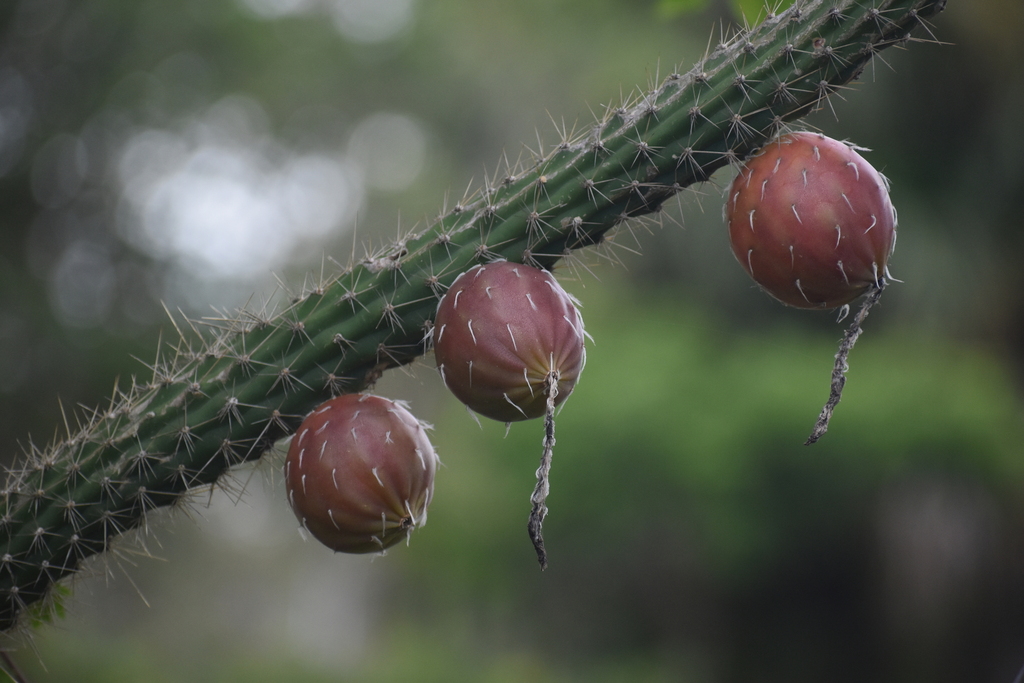 Caribbean applecactus (Harrisia fragrans)