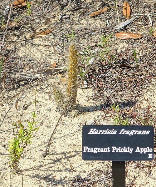 Caribbean applecactus: Botanical specimen in Bok Tower Gardens - Florida, USA.