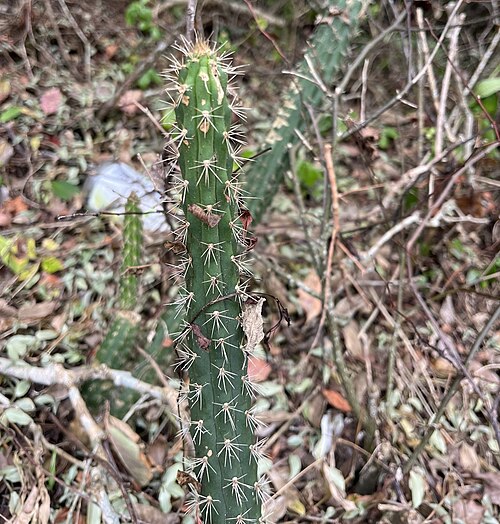 Caribbean applecactus: Fragrant Prickly-apple ( Harrisia fragrans ) in the United States