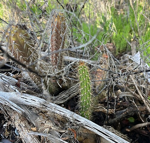 Caribbean applecactus: Fragrant Prickly-apple ( Harrisia fragrans ) in the United States