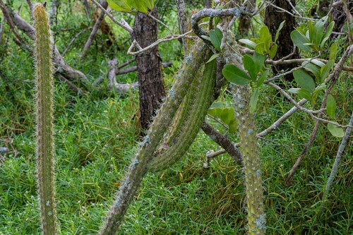 Caribbean applecactus (Harrisia fragrans)
