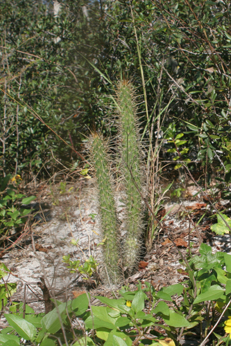 Caribbean applecactus (Harrisia fragrans)