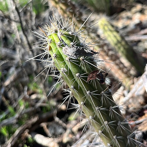 Caribbean applecactus: Fragrant Prickly-apple ( Harrisia fragrans ) in the United States
