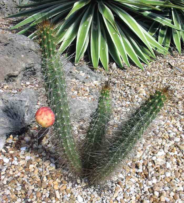 Caribbean applecactus: Harrisia fragans