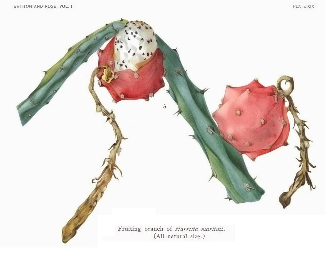 Mooncactus: Harrisia martinii