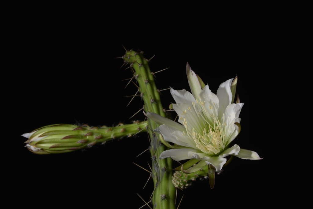 Mooncactus (Harrisia martinii)