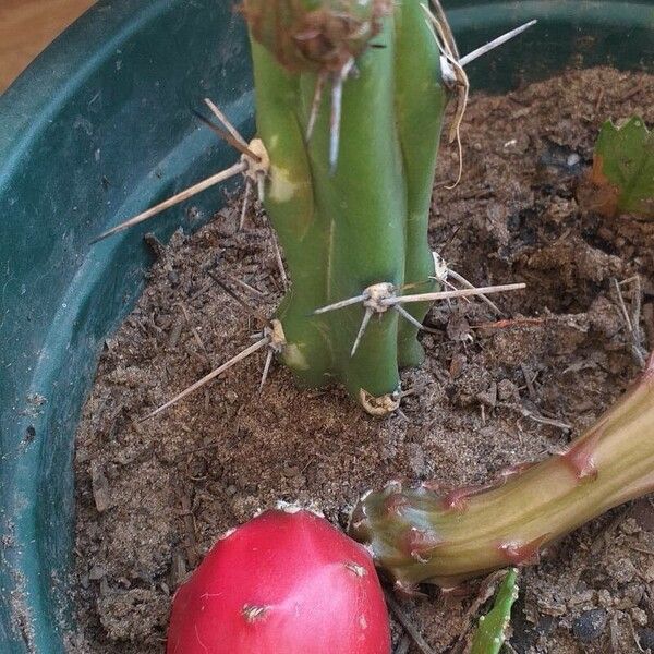 Mooncactus (Harrisia martinii)