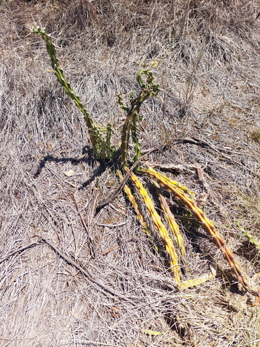 Mooncactus (Harrisia martinii)
