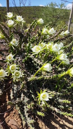 Mooncactus (Harrisia martinii)