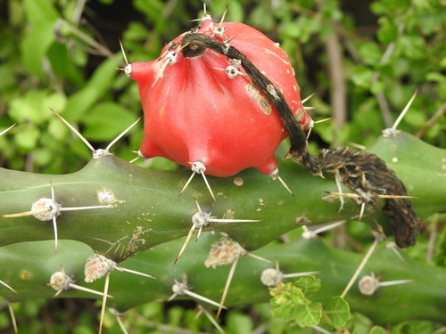 Mooncactus (Harrisia martinii)