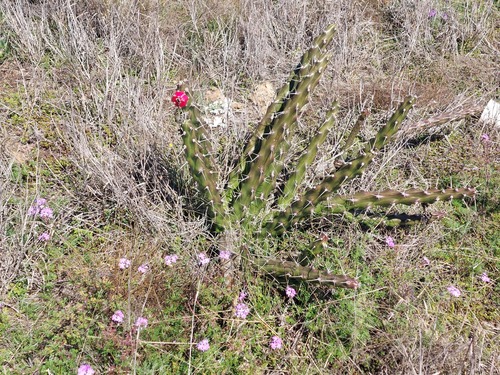 Mooncactus (Harrisia martinii)
