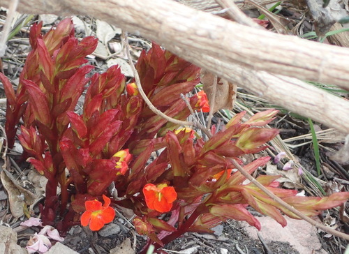 Harveya bolusii (Harveya bolusii)