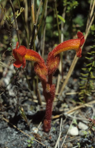 Harveya bolusii (Harveya bolusii)